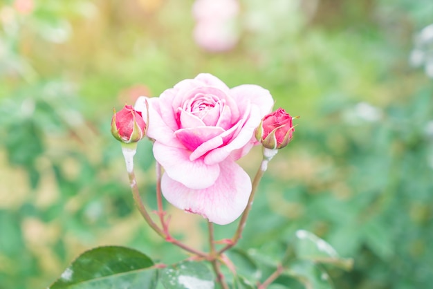 flor rosa no jardim