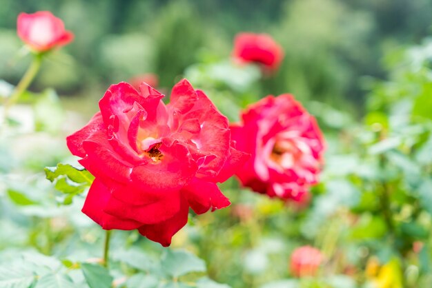 Flor rosa no jardim