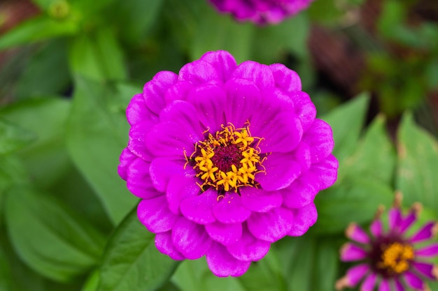 Flor rosa no jardim