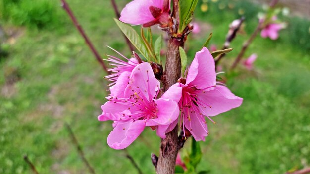 una flor rosa con el número 3 en ella