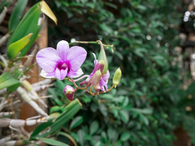 Flor rosa orquídea Dendrobium nobile sobre fondo verde