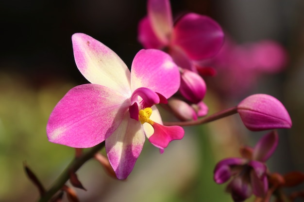 flor rosa orquidea en tropical