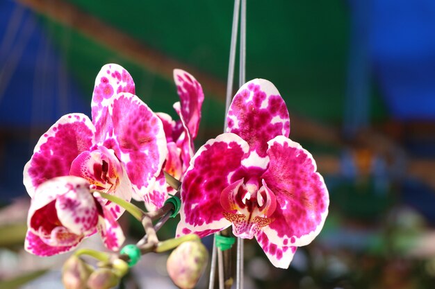 flor rosa orquidea en tropical