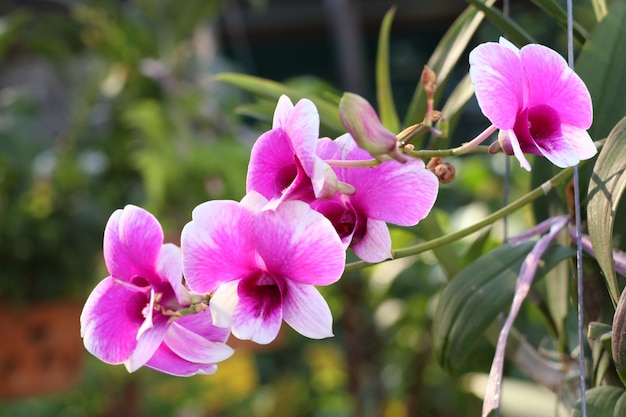 flor rosa orquidea en tropical