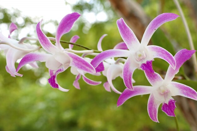 flor rosa orquidea en tropical