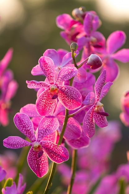 Flor rosa orquidea