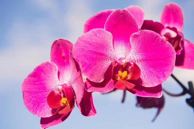 Flor rosa orquídea