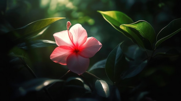 Una flor rosa en la oscuridad