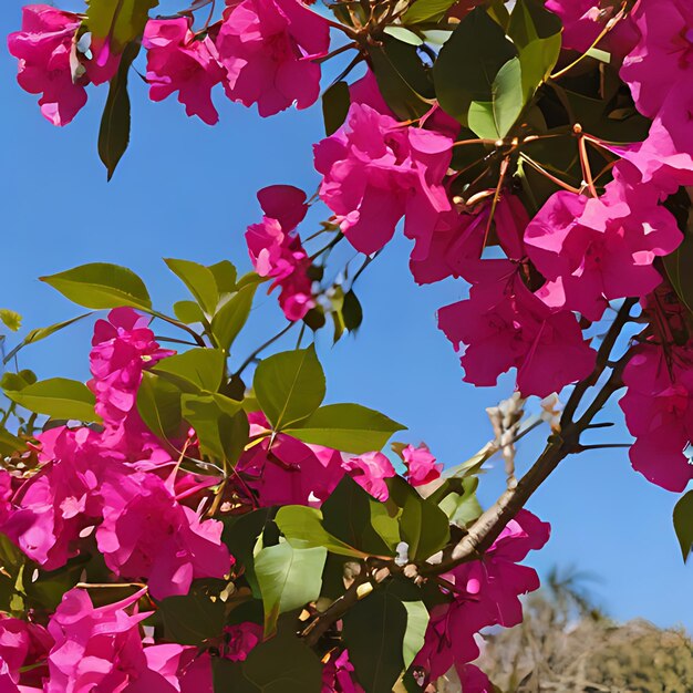 una flor rosa con la palabra abeja en ella