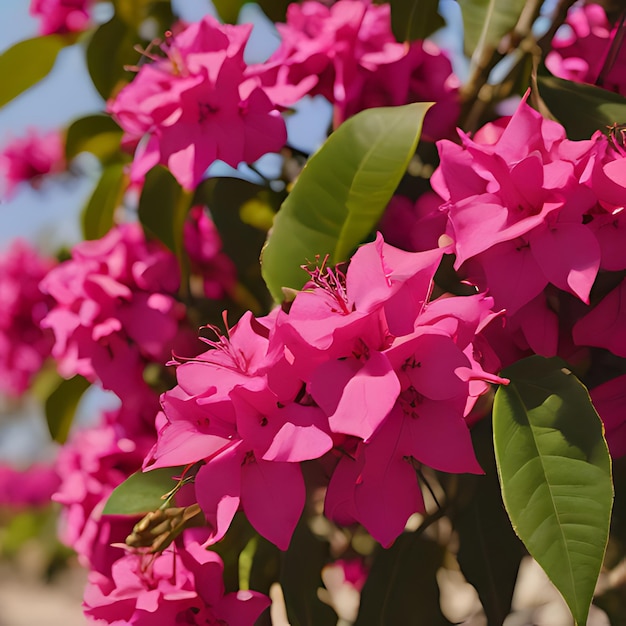 Foto una flor rosa con la palabra rosa en ella