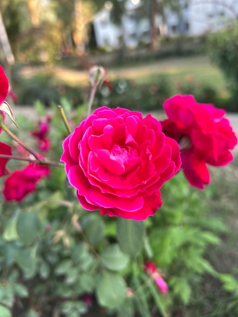 Una flor rosa con la palabra rosas.