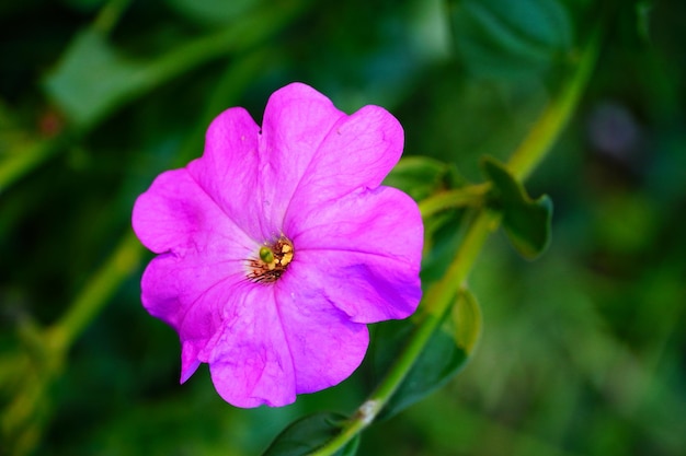 flor rosa en el parque