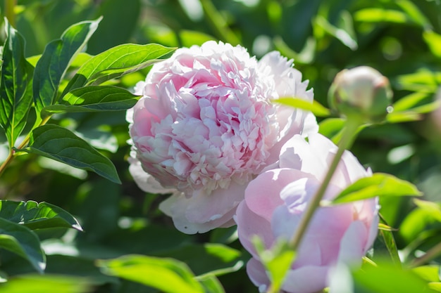 Flor rosa peônia