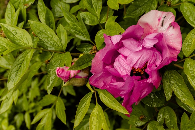 Flor rosa peonías en bush. Flor rosa flores peonías. Primavera, naturaleza.