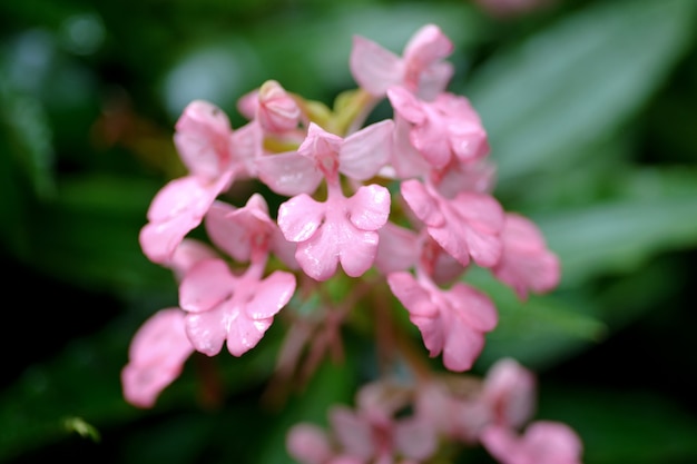 Flor rosa perto da queda de água