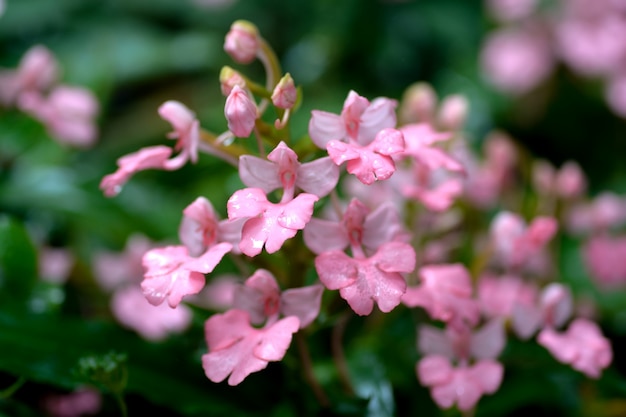 Flor rosa perto da queda de água