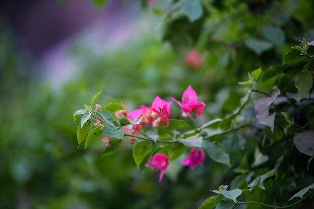 Una flor rosa en una planta verde