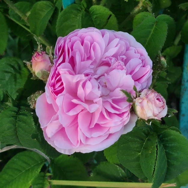 Una flor rosa en una planta