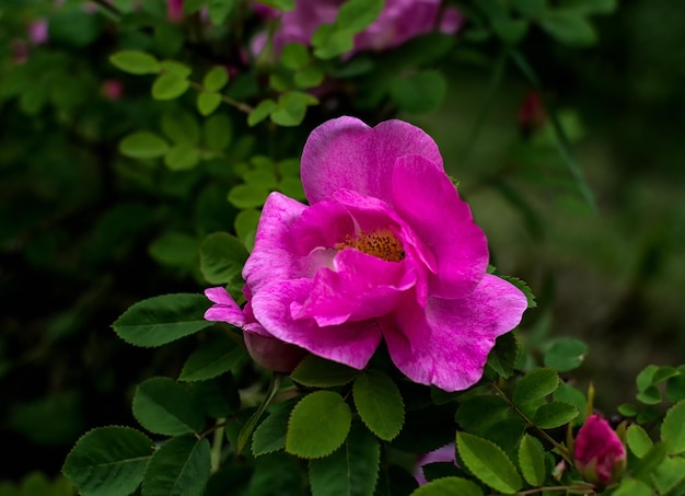 Flor rosa. plantas de fotos no jardim em um fundo verde. foco suave