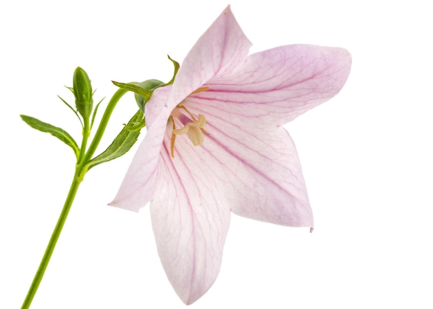 Flor rosa de Platycodon Platycodon grandiflorus o bellflowers aislado sobre fondo blanco.