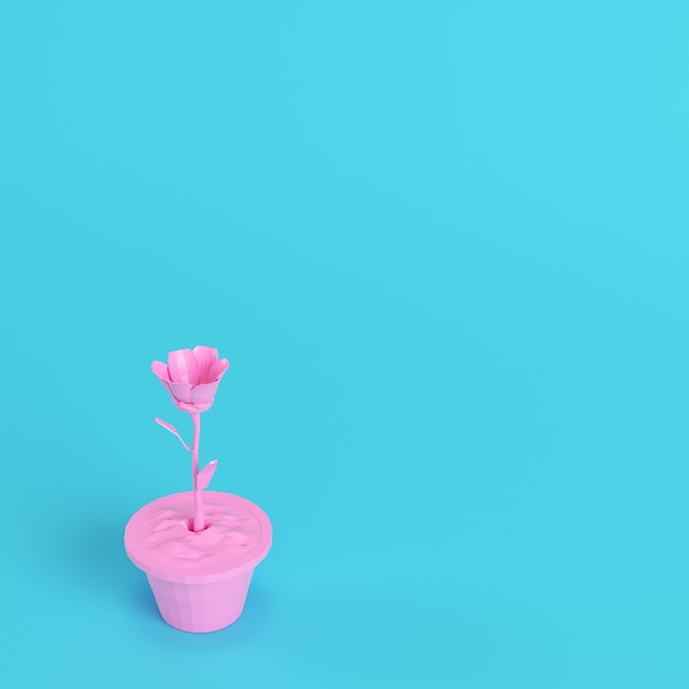 Flor rosa poli baixa em um vaso em fundo azul brilhante
