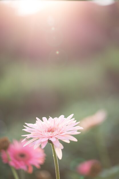 Flor rosa de primavera