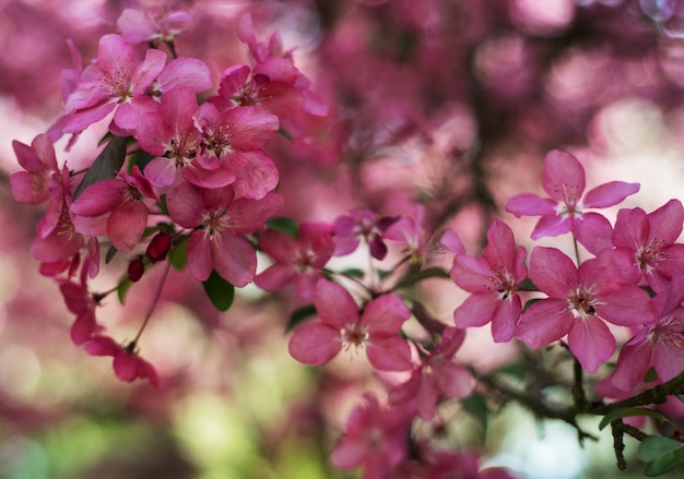 Flor rosa primavera