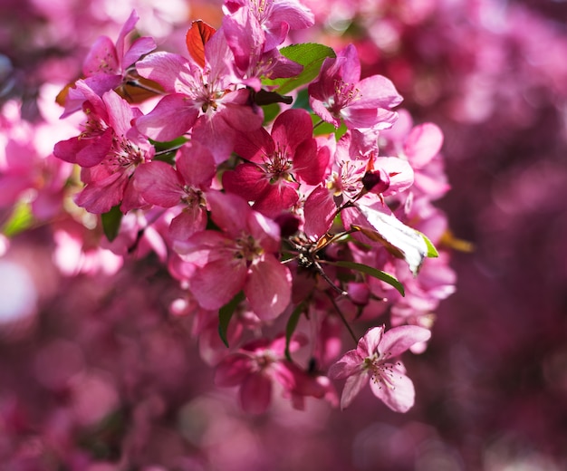 Flor rosa primavera