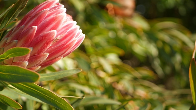 Flor rosa protea no jardim califórnia eua sugarbush repõe flor da primavera atmosfera botânica romântica delicada flor exótica coral salmão primavera cor flora da áfrica do sul soft blur