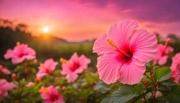 Foto flor rosa con la puesta de sol en el fondo