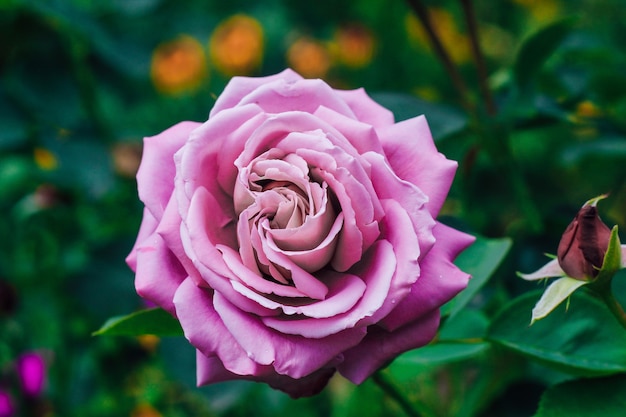 flor rosa púrpura que florece en el jardín de fondo verde