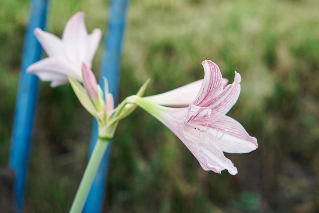 Una flor rosa con una raya blanca está en primer plano.