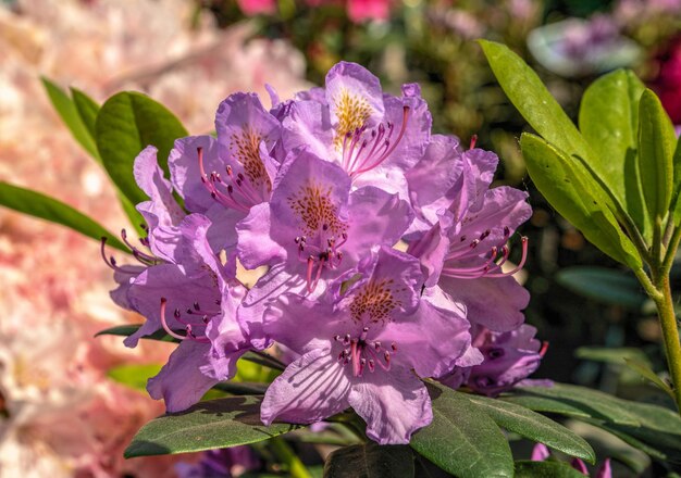 Flor rosa rododendro catawbiense