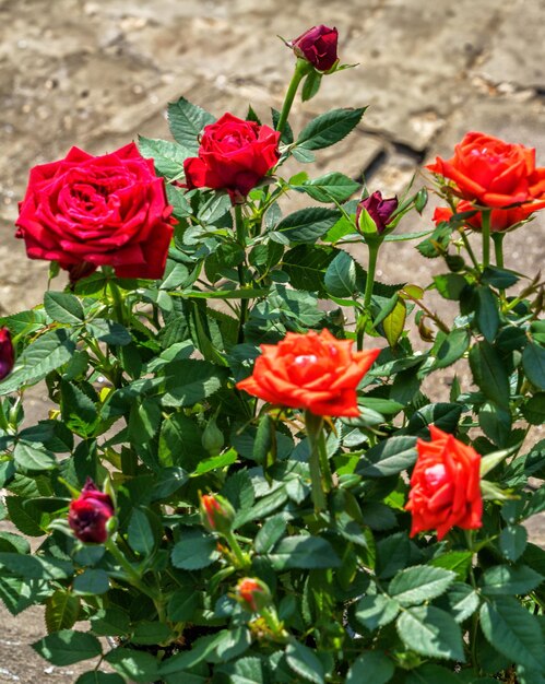 Foto la flor de la rosa roja en un arbusto en un jardín