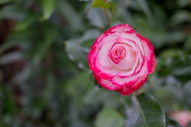 flor rosa roja y blanca en el jardín