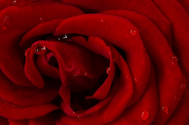 Flor rosa roja de cerca