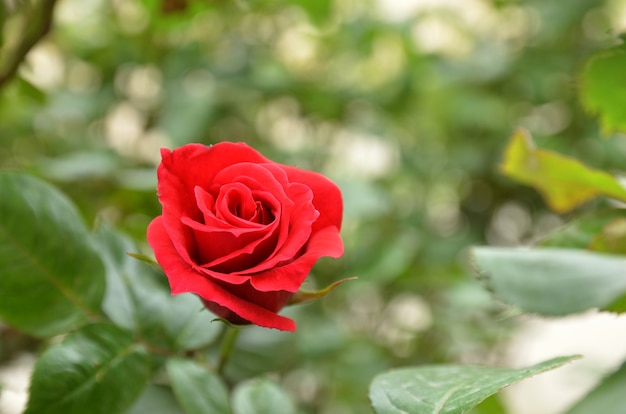 Flor rosa roja cerrar