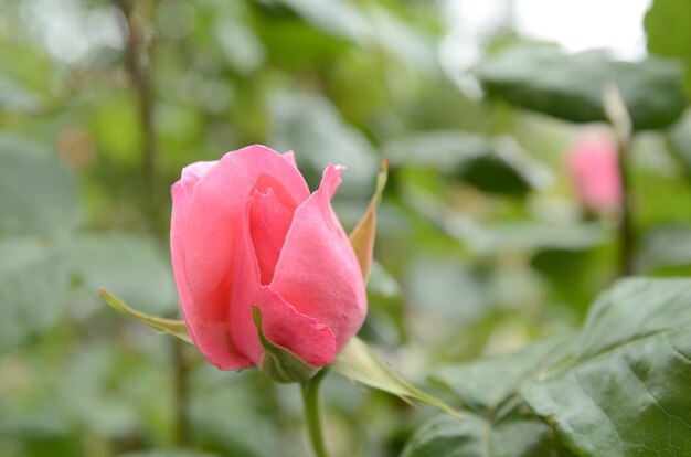 Flor rosa roja cerrar