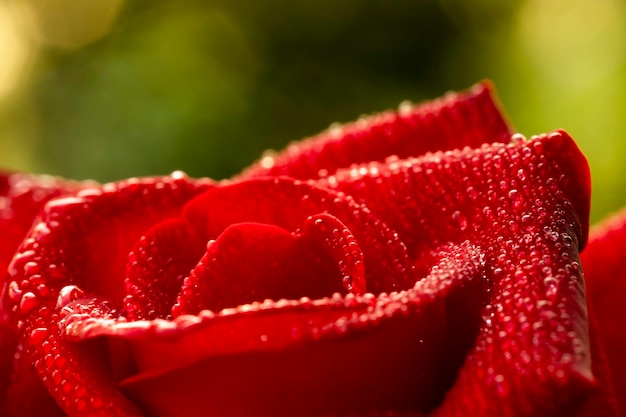 Flor rosa roja Chiang Mai roseamong hojas verdes fondo desenfocado enfoque selectivo punto de gota de agua sobre pétalos y desenfoque alrededormacro rosa