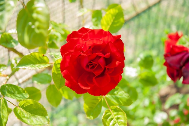 Una flor rosa roja en un día de verano