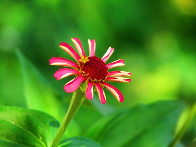 flor rosa roja con fondo verde