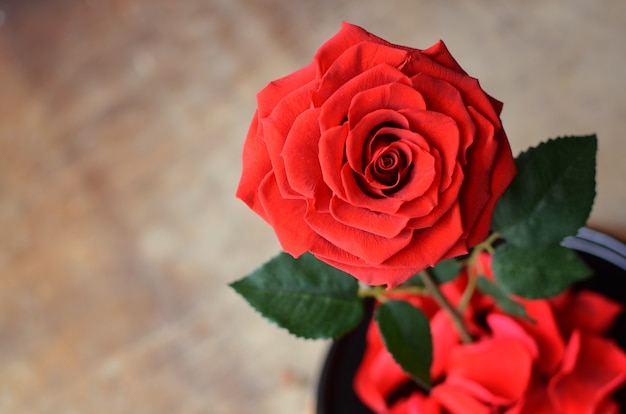 Flor rosa roja para el fondo