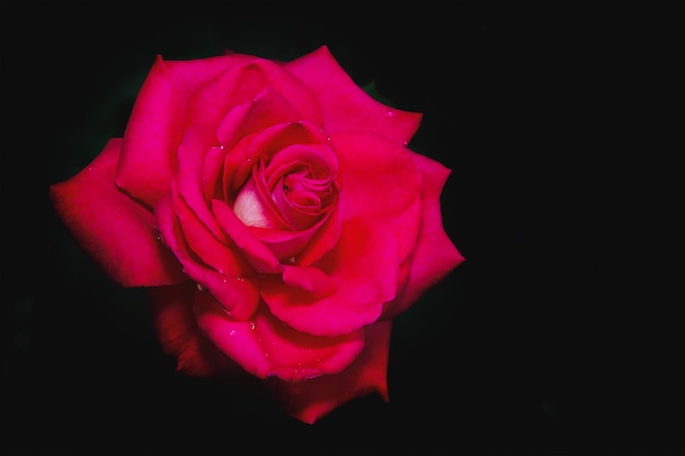 Foto flor rosa roja con gotas de agua sobre los pétalos sobre un fondo negro.