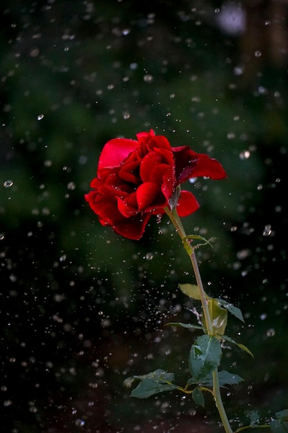 flor de rosa roja con gotas de lluvia en el fondo rosas rojas flores naturaleza