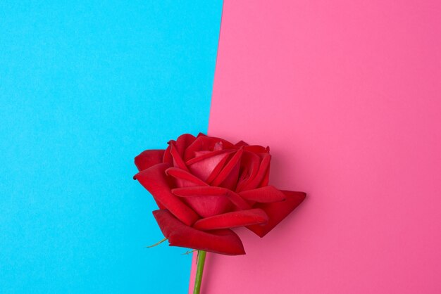 Foto flor rosa roja con hojas verdes en un espacio rosa azul