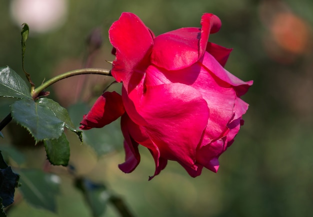 Flor rosa roja en el jardin