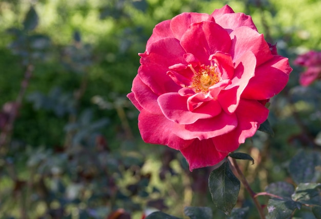 flor rosa roja en el jardín