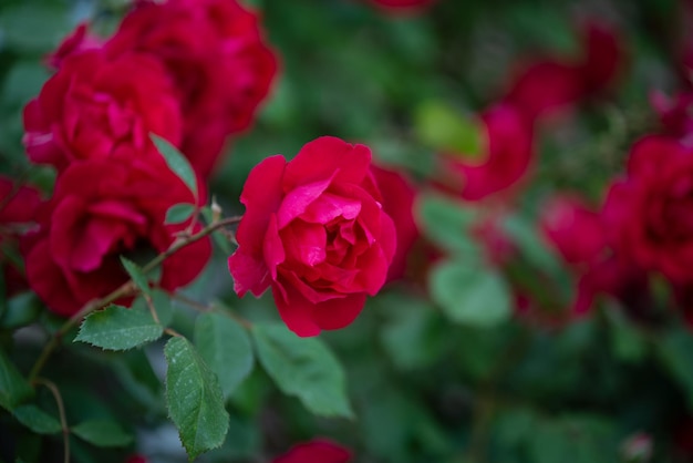 flor rosa roja en el jardín