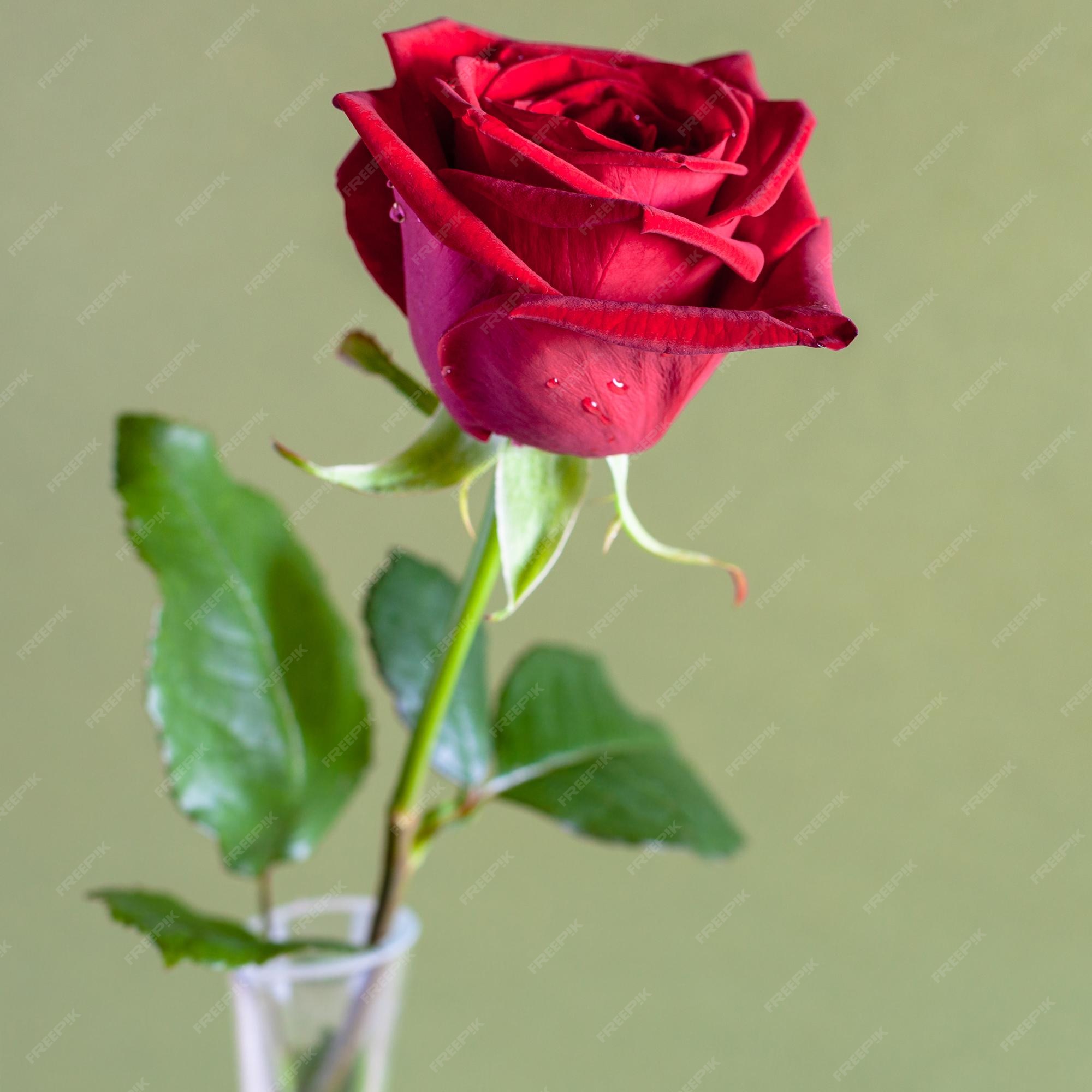 Flor rosa roja natural sobre fondo de color verde oliva | Foto Premium