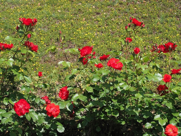 Flor rosa roja nombre científico Rosa